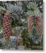 Conifer Cones Metal Print