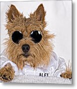 Cool Norwich Terrier In Glasses Metal Print
