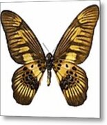 Coppery Swordtail Butterfly Metal Print