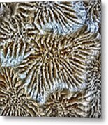 Coral 1 Metal Print