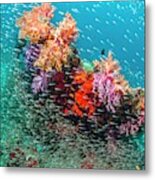 Coral Reef And Pygmy Sweepers Metal Print