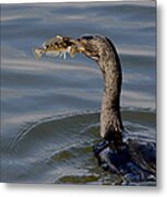 Cormorant With Fish Metal Print