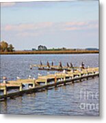 Cormorants And Seagulls On Old Dock Near Blackwater  National Wildlife Refuge Near Cambridge Md Metal Print