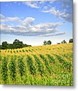 Corn Field 1 Metal Print