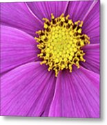 Cosmos 8x10 Metal Print