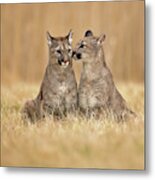 Cougars Metal Print