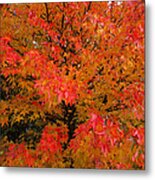 Couleurs D'automne Metal Print