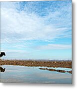 Cow By The Rever Metal Print