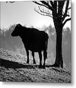 Cow On The Hill Metal Print