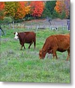 Cow Pasture Metal Print