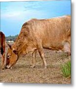 Cow Photo 2 Metal Print