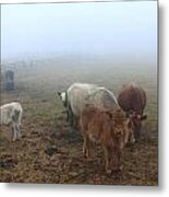 Cows In The Fog Metal Print
