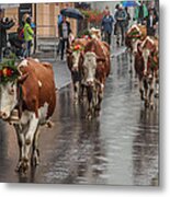Cows In Wengen Switzerland Metal Print
