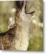 Coyote Adult Howling North America Metal Print