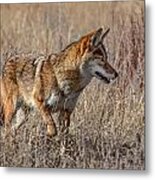 Coyote On The Hunt Metal Print