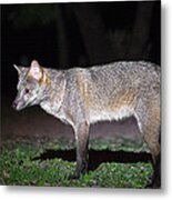 Crab-eating Fox Cerdocyon Thous Metal Print