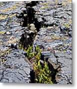 Crack In The Lava Metal Print