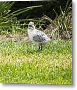 Crested Tern Chick - Montague Island - Australia Metal Print