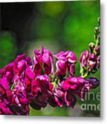 Crimson Snapdragon 2 Metal Print