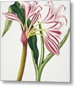 Crinum Lily Flowers Metal Print