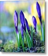 Crocus Metal Print