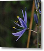 Crocus Sativus Metal Print