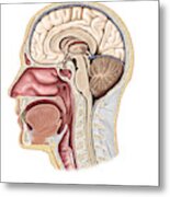 Cross Section Of The Head, Illustration Metal Print
