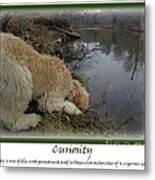 Curiosity Of A Puppy Metal Print