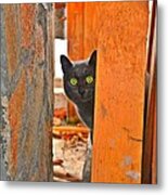 Cat Curiosity Metal Print