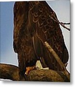 Curious Bald Eagle Metal Print