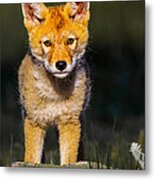 Curious Coyote Pup Metal Print