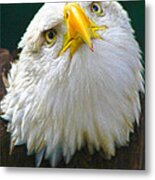 Curious Eagle Metal Print