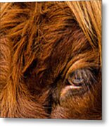 Curious Glance Of A Highland Cattle Metal Print