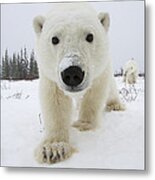 Curious Polar Bear Churchill Canada Metal Print