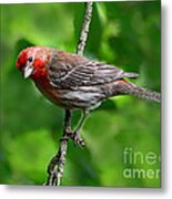 Curious Purple Finch Metal Print