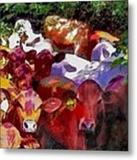 S Curious Senepol Cattle - Square Metal Print