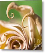 Curled Petals Metal Print