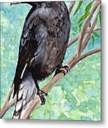 Currawong Metal Print