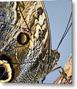 Curve Of A Butterfly Metal Print