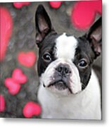 Cute Boston Terrier Puppy Surrounded By Metal Print