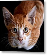 Cute Kitten Metal Print