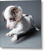 Cute Puppy - The Amanda Collection Metal Print