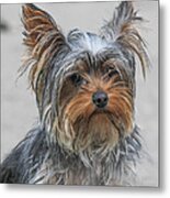 Cute Yorky Portrait Metal Print