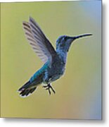 Uplifting Hummingbird In Flight Metal Print