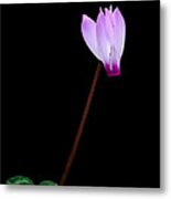 Pink Cyclamen Flower Metal Print