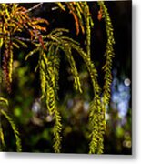 Cypress Branches Metal Print