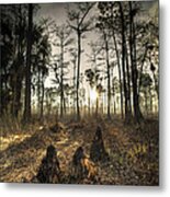 Cypress Stumps And Sunset Fire Metal Print