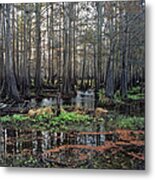 Cypress Swamp I. Jane Green Creek. Metal Print