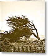 Cypress Trees In Monterey Metal Print