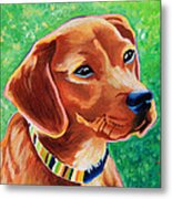 Dachshund Beagle Mixed Breed Dog Portrait Metal Print